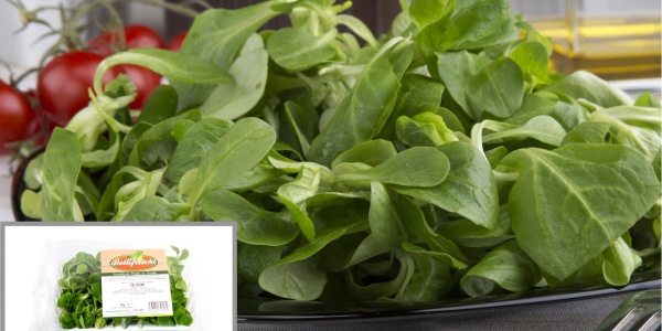 RUCOLA 1 KG